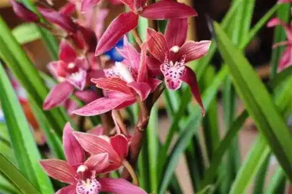 墨兰能晒太阳吗,墨兰不可晒太阳