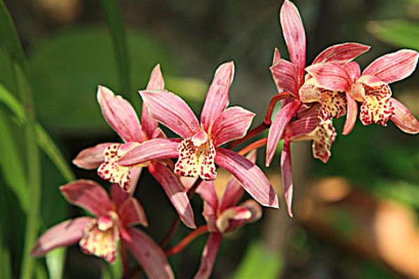 墨兰能晒太阳吗,墨兰不可晒太阳