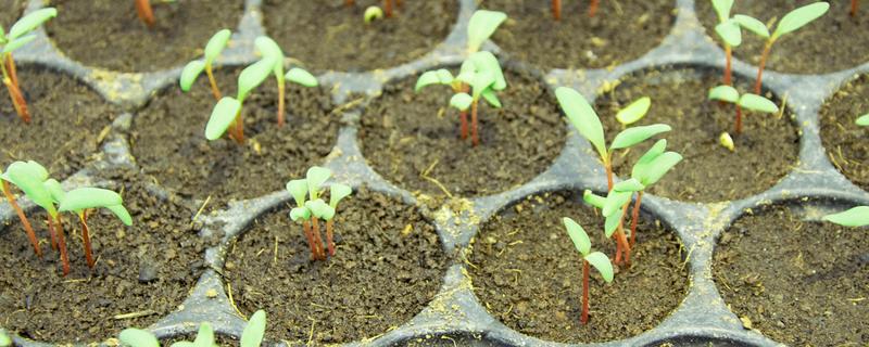 大叶茼蒿怎么催芽，浸种20-24小时再放入恒温箱中