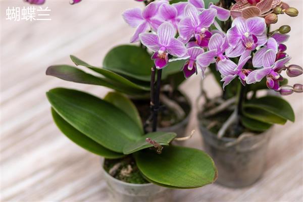 那个品种的兰花最好,推荐蝴蝶兰、春兰等