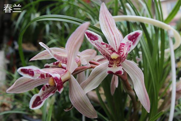那个品种的兰花最好,推荐蝴蝶兰、春兰等