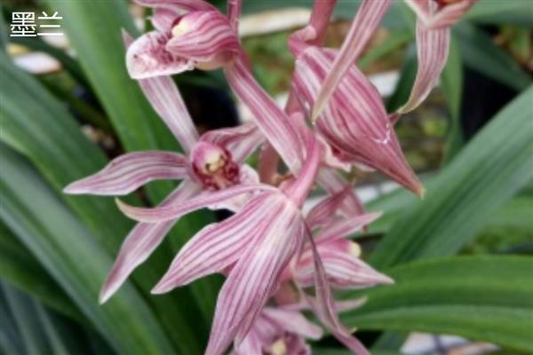 那个品种的兰花最好,推荐蝴蝶兰、春兰等