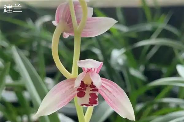 那个品种的兰花最好,推荐蝴蝶兰、春兰等