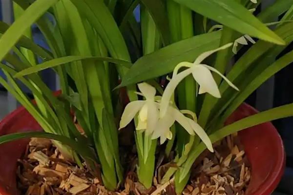 那个品种的兰花最好,推荐蝴蝶兰、春兰等