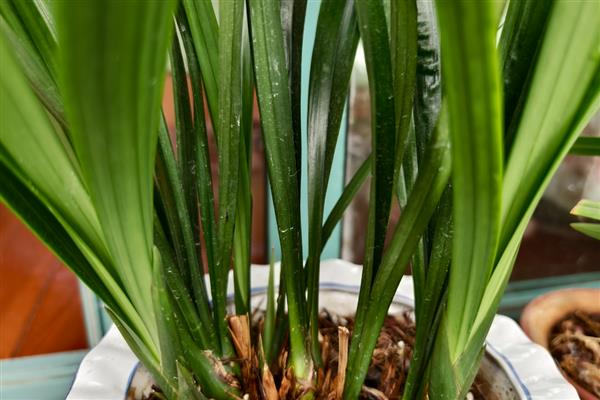 墨兰能晒太阳吗,墨兰不可晒太阳