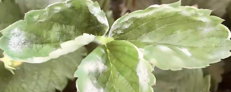 草莓白粉病怎么防治，及时摘除病叶并集中烧毁