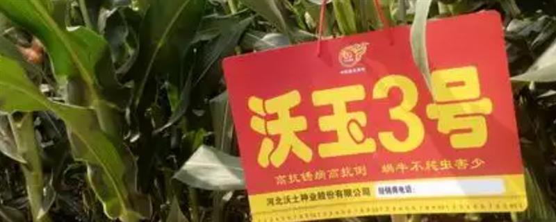 沃玉3号可以抗锈病吗,抗锈病能力较强