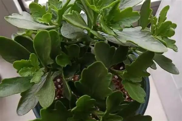 长寿花叶子发黄发软如何解决，温度过低时要转移到温暖处养护