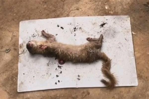 怎么捕捉黄鼠狼，以下7种方式均可使用