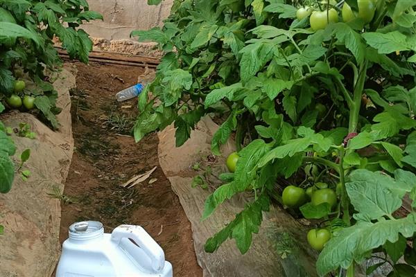 生物肥与水溶肥有什么区别，定义、成分、用法均不同
