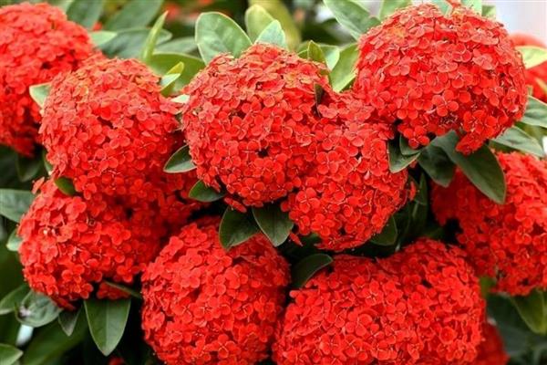 绣球花颜色变化，在酸性土壤开蓝色花