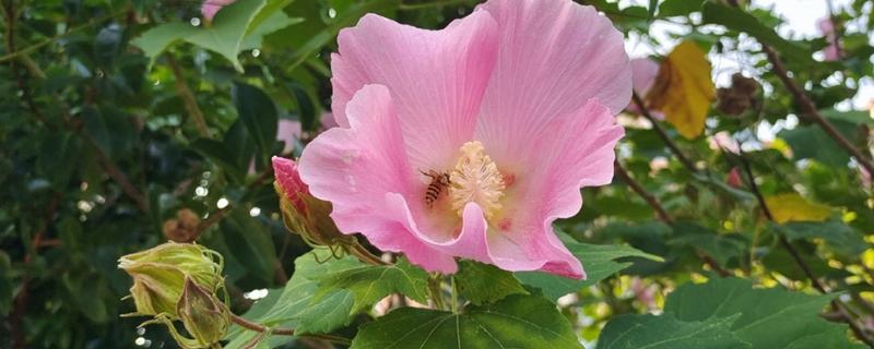 木芙蓉的开花时间，花期可从8月份持续到10月份