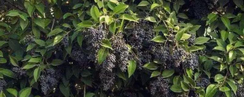 女贞子和冬青子的区别是什么,科属、株型和叶片均不同