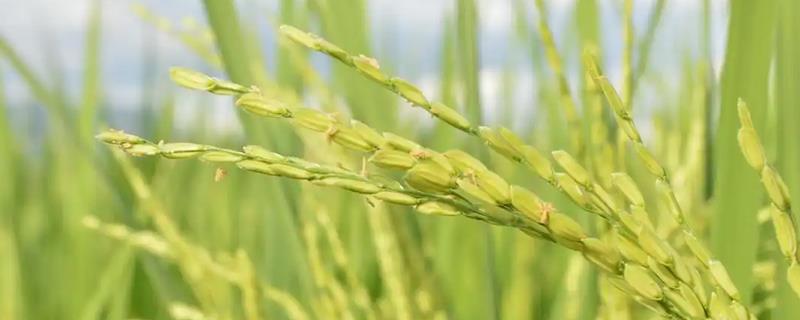 稻水象甲怎么治，可物理防治也可化学防治