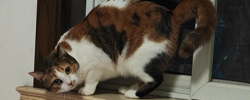 猫咪的肢体语言有什么含义，尾巴缓慢且有规律的摆动是代表放松