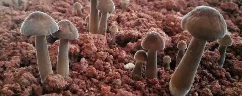 鸡纵菌可以种植吗,先养殖白蚁才能栽培