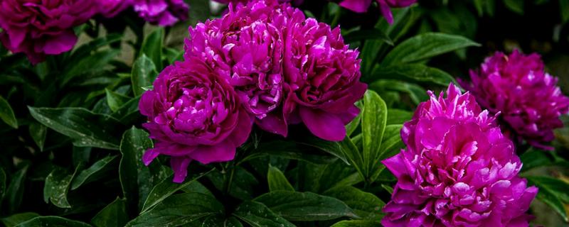 勺药花开过花后叶子有白灰的原因，可能是蚧壳虫所致