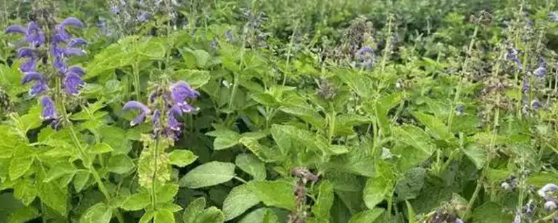 丹参怎么繁殖,以分根、扦插、播种为主