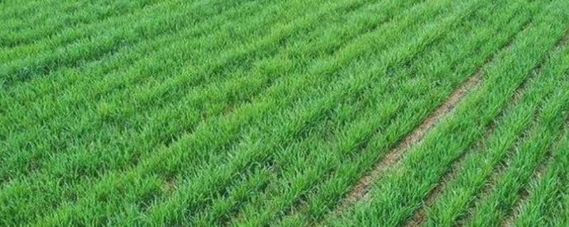 小麦返青需要什么温度,日均温度回升至2-3℃时开始返青