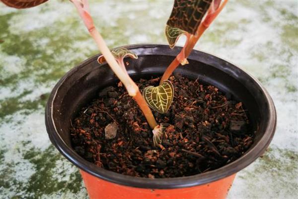 金线莲的种植环境介绍，每隔4-5天浇灌一次