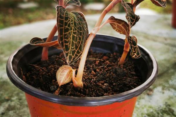 金线莲的种植环境介绍，每隔4-5天浇灌一次