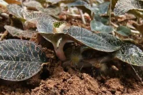 金线莲的种植环境介绍，每隔4-5天浇灌一次
