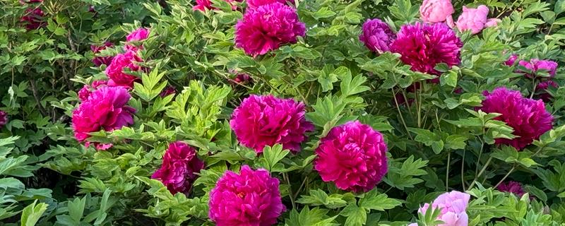 牡丹和芍药的区别，株形、叶片、花期等方面均不同