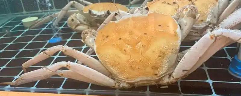 雪蟹有什么品种，以灰眼雪蟹、红眼雪蟹等品种为主