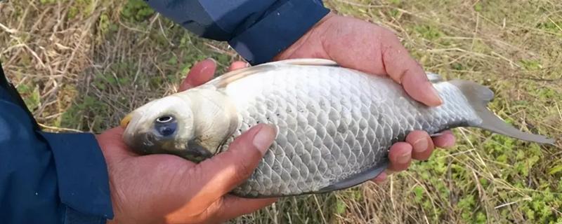 1月份适合钓什么鱼,鲫鱼、鲤鱼、鳊鱼等品种均可钓获