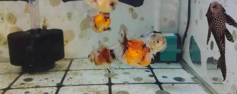鱼侧翻了还在呼吸怎么救治，需改善水质并升温打氧