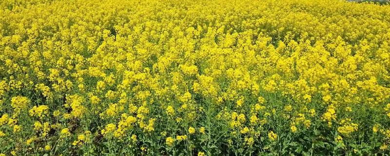 油菜花有什么花语，代表节节高、顽强坚韧等含义