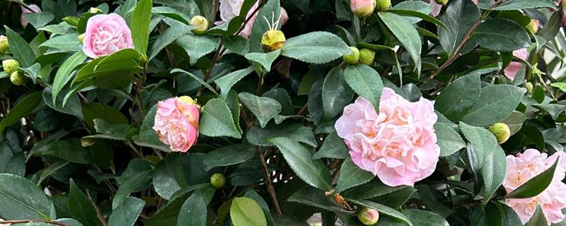 室内盆栽山茶花的浇水间隔，春秋季节每隔2-3天浇一次