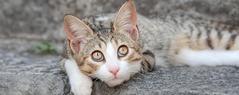 猫瞬膜的作用，帮助它们清洁眼睛