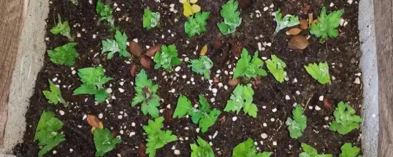 菊花12月能扦插吗,菊花12月可以扦插