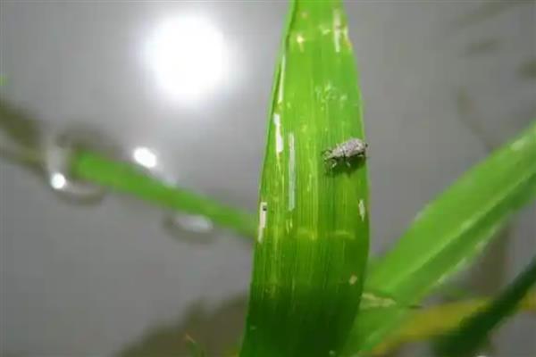 稻水象甲怎么治，可物理防治也可化学防治
