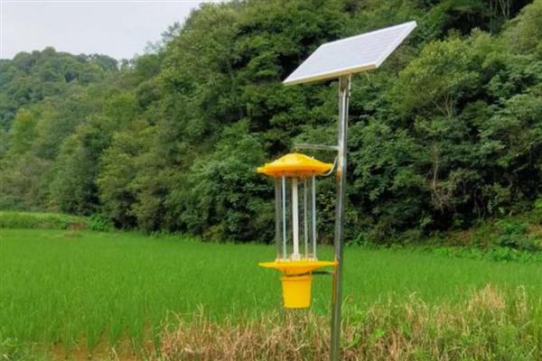 稻水象甲怎么治，可物理防治也可化学防治