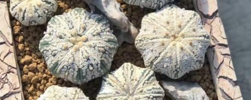 怎么养星球兜,喜欢生长在温暖环境中