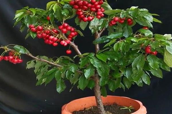 盆栽樱桃树的养殖方法，建议选择结果能力强的品种