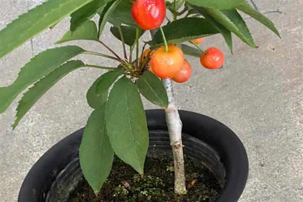 盆栽樱桃树的养殖方法，建议选择结果能力强的品种
