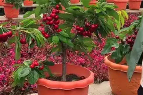 盆栽樱桃树的养殖方法，建议选择结果能力强的品种