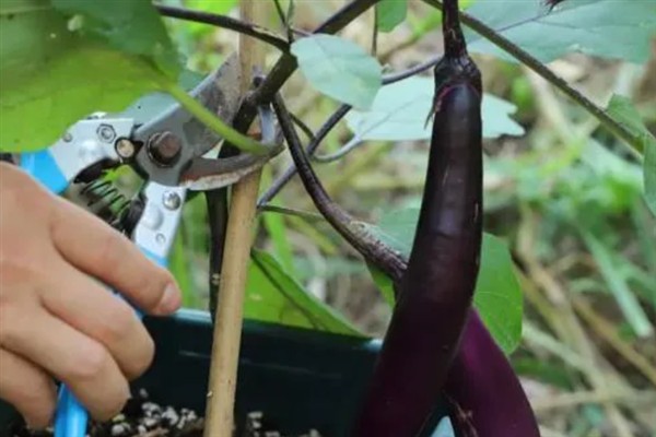 茄子要打侧枝吗，茄子需要打侧枝