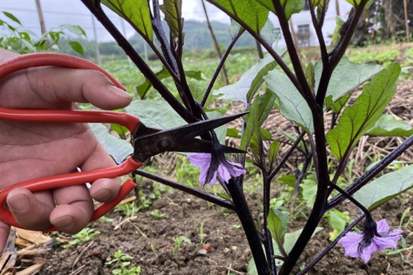 茄子要打侧枝吗，茄子需要打侧枝