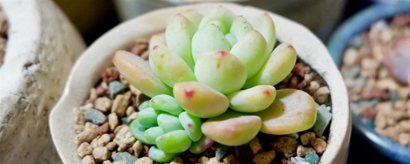 怎么养殖多肉劳尔，生长期每隔20天追施一次氮肥