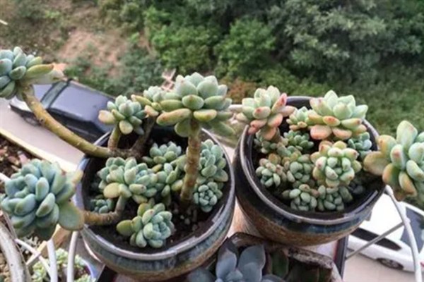 怎么养殖多肉劳尔，生长期每隔20天追施一次氮肥