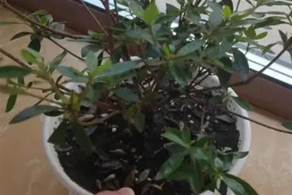 给杜鹃花换盆要注意什么，换盆前半个月要减少浇水
