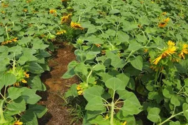怎么种植向日葵，点播深度为3-5厘米