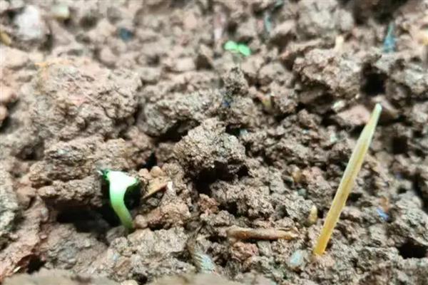 怎么种植向日葵，点播深度为3-5厘米