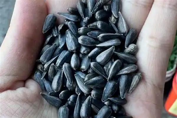 怎么种植向日葵，点播深度为3-5厘米