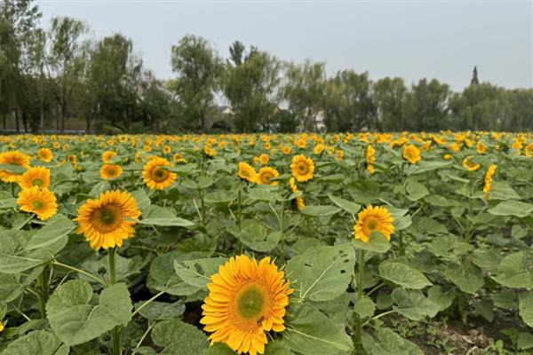 怎么种植向日葵，点播深度为3-5厘米