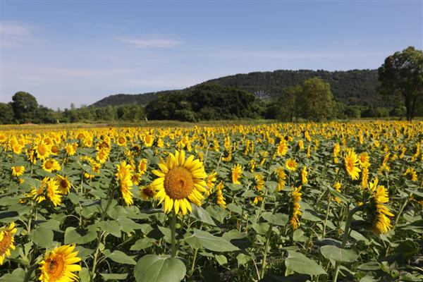 怎么种植向日葵，点播深度为3-5厘米